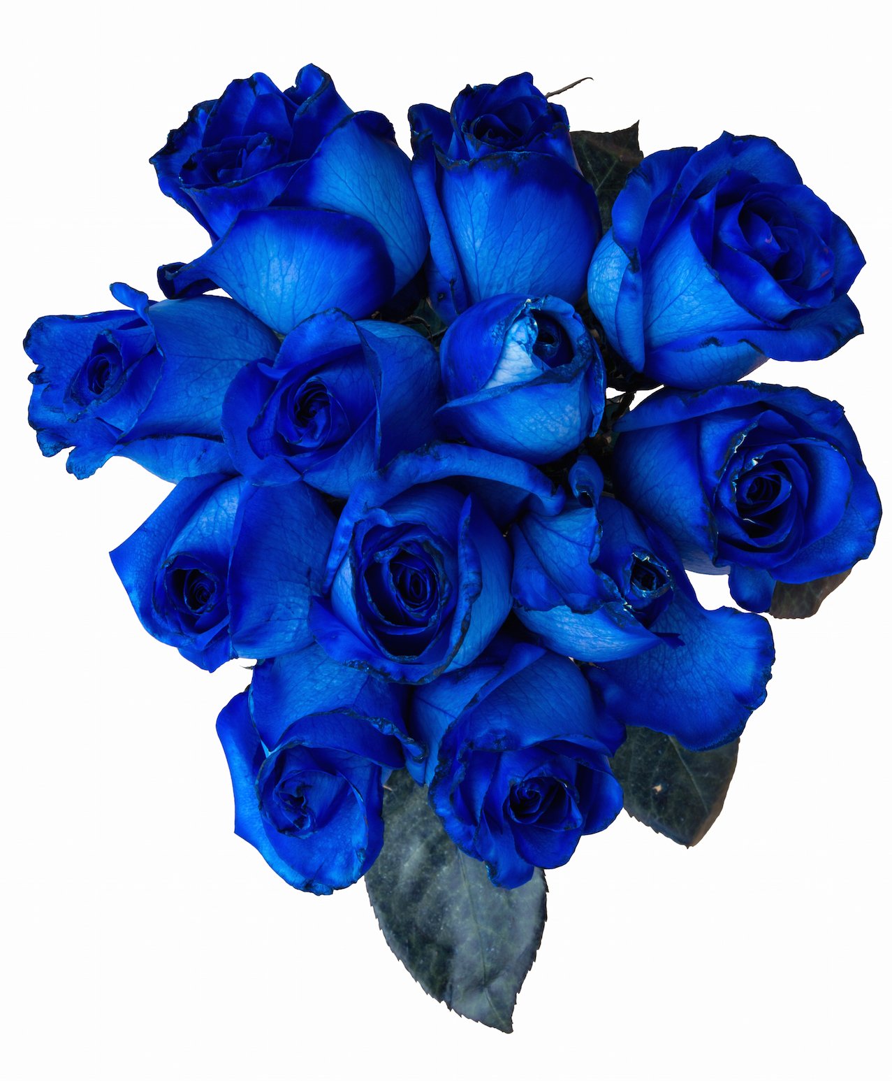 Blue Roses